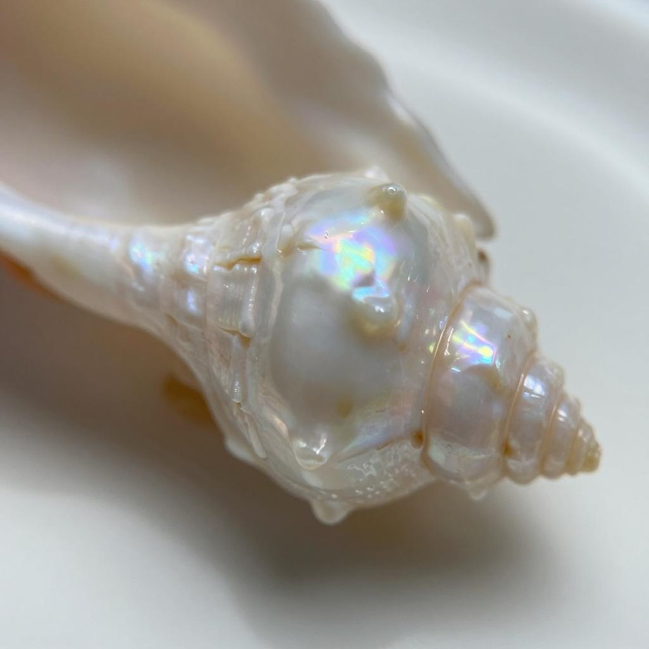 贝壳扣天然光泽：揭秘那份迷人的自然魅力