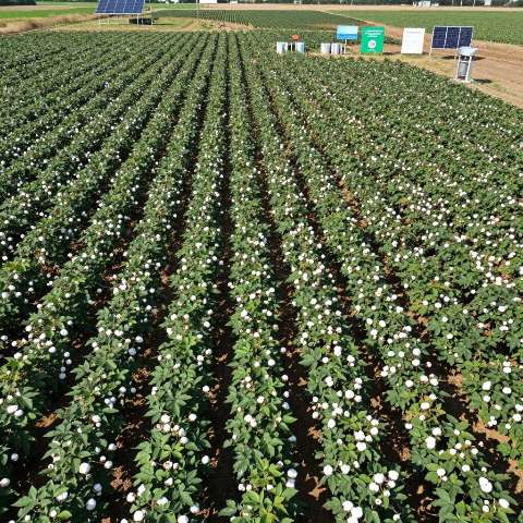 有机棉认证标准:一站式深度解析,揭示绿色纺织的核心密码 有机棉认证标准:一站式深度解析,揭示绿色纺织的核心密码第一张图