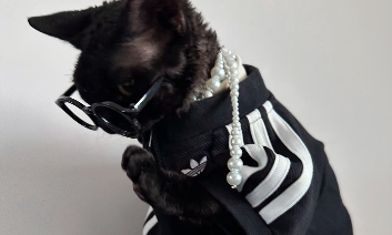 「猫猫狗狗」的 adidas 搭配纯享版…