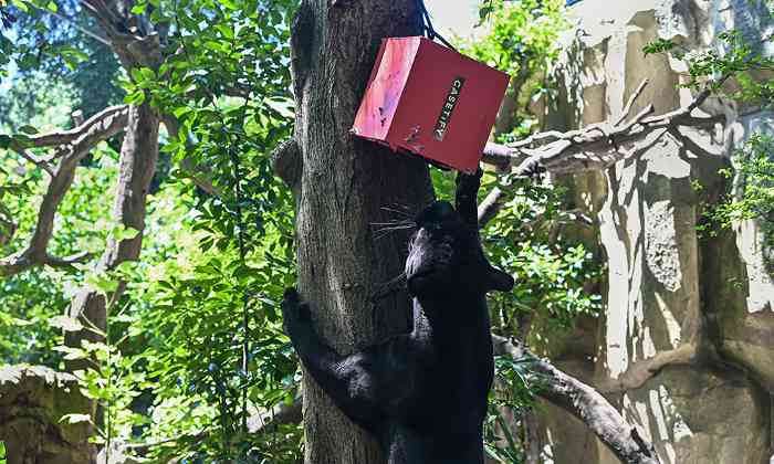 CASETiFY 携手南京红山森林动物园探寻自然灵感